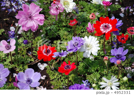 アネモネ 4952331