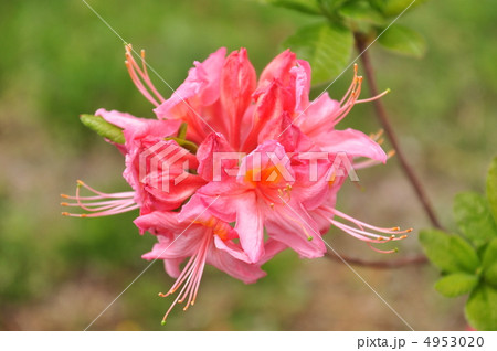 つつじの花 4953020