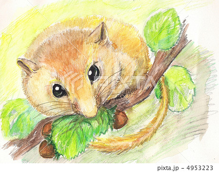 dormouse. watercolor dormouse. watercolor 4953223