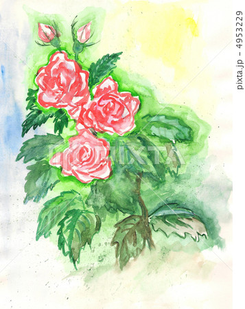 rose, watercolor 4953229