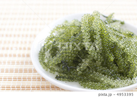 海ぶどう 海ぶどう 4953395