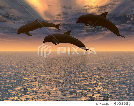 dolphin red  sunset 4953689