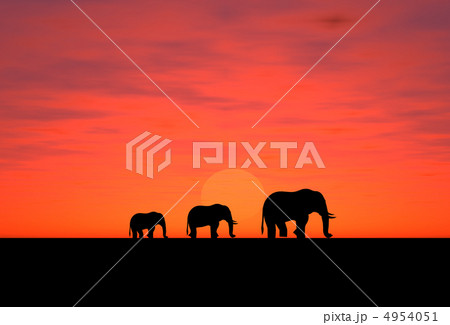 Elephants on a sundown 4954051