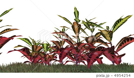 grass isolated 4954254