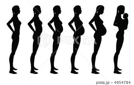 Stages Of Pregnancy Of The Womanのイラスト素材