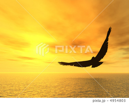 soaring eagle soaring eagle 4954803