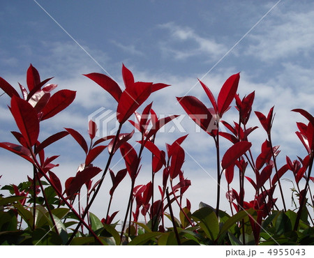 ベニカナメの若葉 4955043