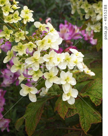 柏葉紫陽花 柏葉紫陽花 4955288