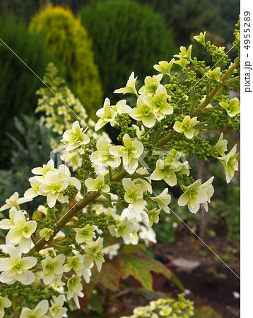 柏葉紫陽花 柏葉紫陽花 4955289