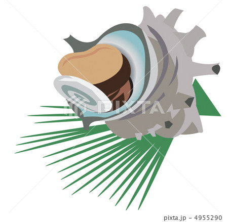 さざえ さざえ 4955290