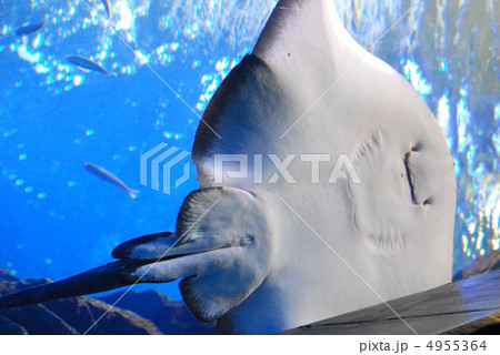 トビエイ 4955364