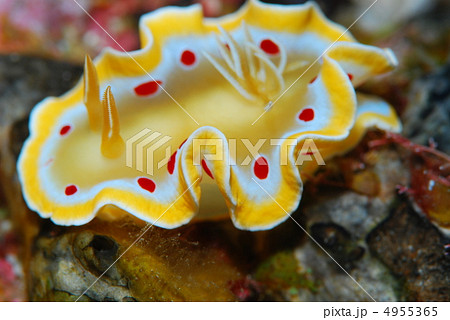 アカテンイロウミウシ 4955365