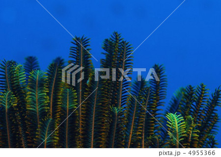 ウミシダ 4955366