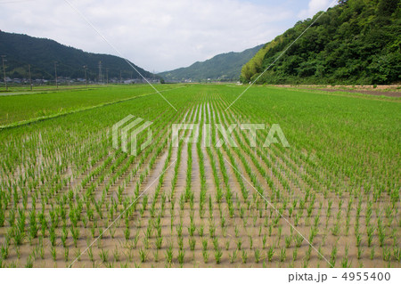 水田 4955400
