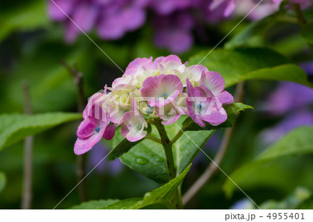 梅雨の紫陽花　西洋アジサイ 4955401