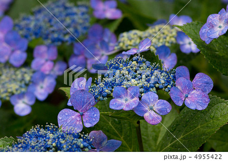 梅雨の紫陽花　ガクアジサイ 4955422