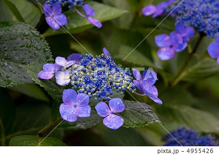 梅雨の紫陽花　ガクアジサイ 4955426