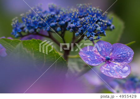梅雨の紫陽花　ガクアジサイ 4955429
