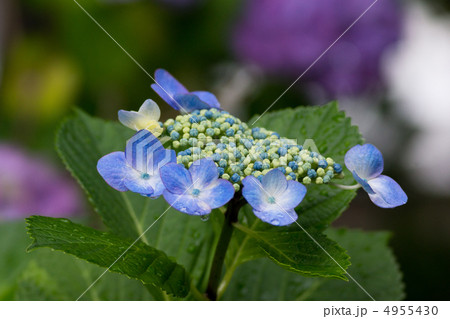 梅雨の紫陽花　ガクアジサイ 4955430