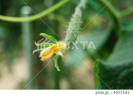 キュウリの花の蕾の写真素材
