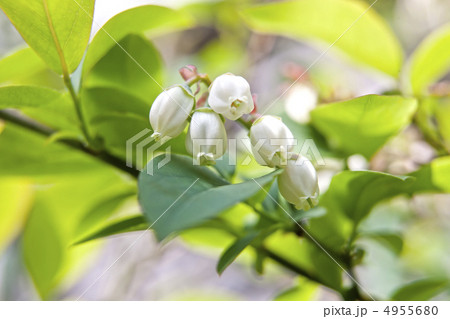 ブルーベリーの花_002 4955680