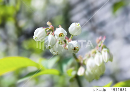 ブルーベリーの花_003 ブルーベリーの花_003 4955681