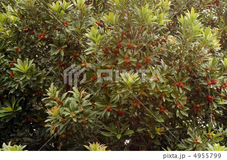 色づいたやまもも 色づいたやまもも 4955799