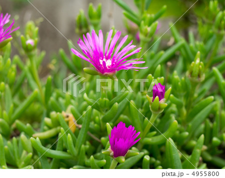 マツバボタン マツバボタン 4955800