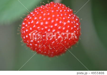 ノイチゴ 4955806