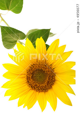 sunflower isolated 4956077
