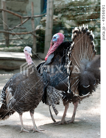turkey cock turkey cock 4956691