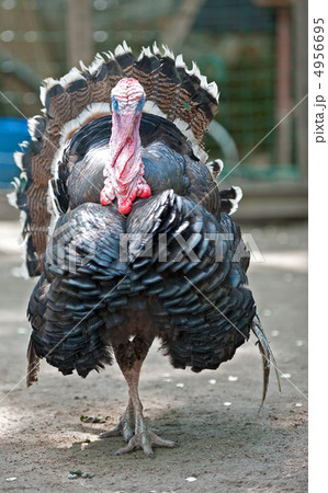 turkey cock 4956695