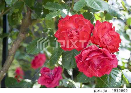 blossom  rose 4956696