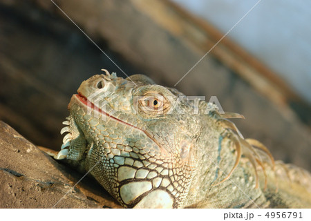 The lizard The lizard 4956791