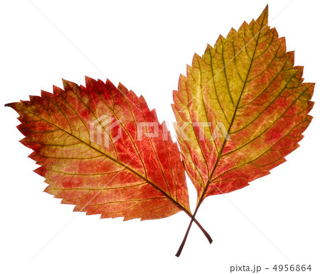 two  leaf 4956864