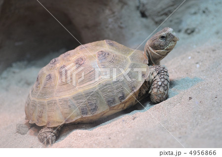 turtle 4956866