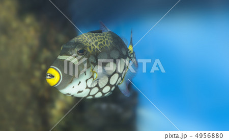 Tropical fish -Clown Triggerfish Tropical fish -Clown Triggerfish 4956880