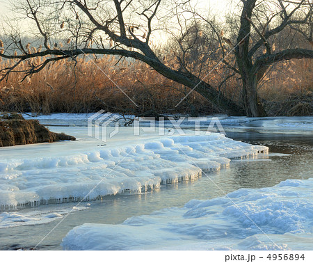 Tree on coast of the winter rive 4956894