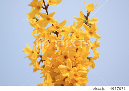 青空に映えるレンギョウ 4957071