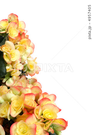 Begonia Border 4957405