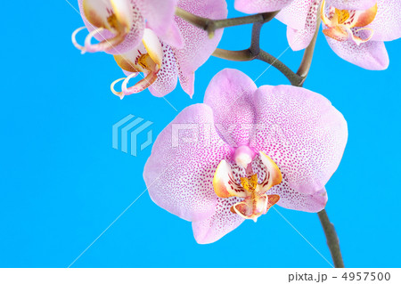 Purple Orchid On Blue Purple Orchid On Blue 4957500