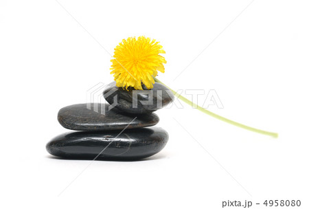 Dandelion On Stones 4958080