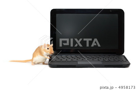 Mouse Near Laptop 4958173
