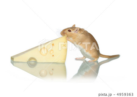 Mouse And Cheese 4959363