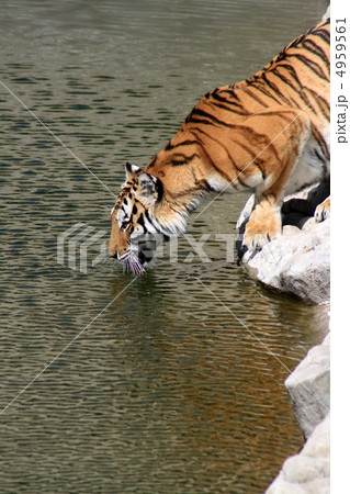 Tiger On River Bank Tiger On River Bank 4959561