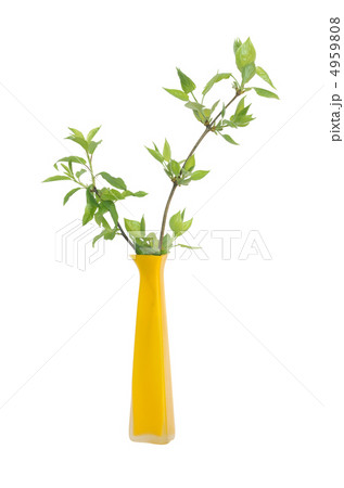 Vase With Green Leaves 4959808