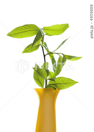 Vase With Green Leaves 4959809