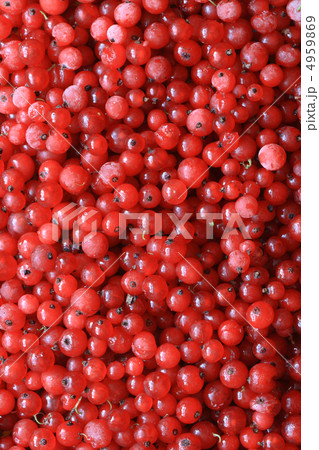 Red Currant Textured 4959869
