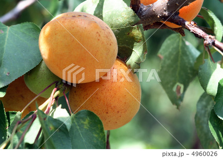 Apricots On Tree 4960026
