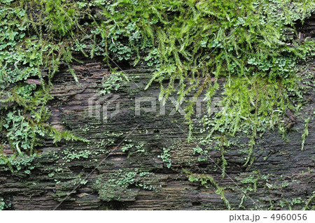 Moss Textured 4960056